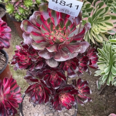 丽娜的多肉多肉4841