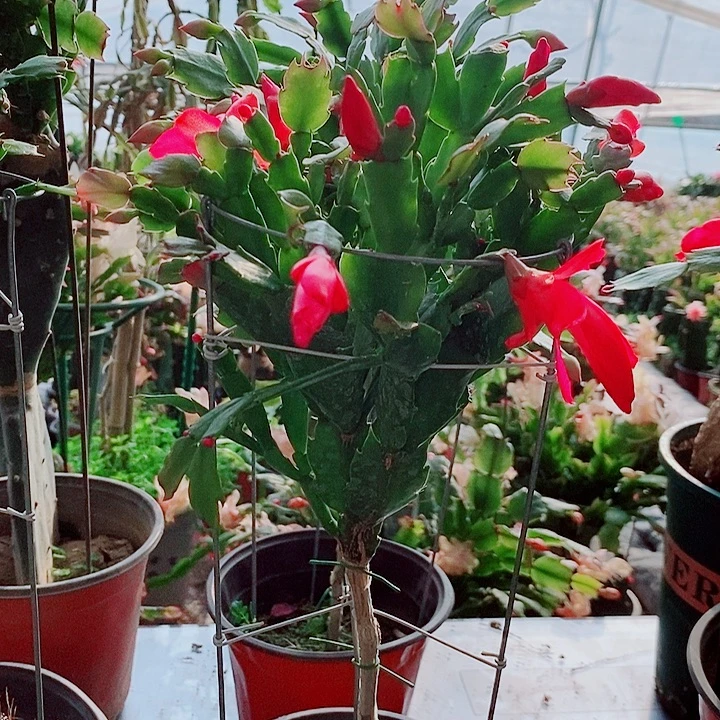 大***姑无花朵叶仙嫁接一物一拍