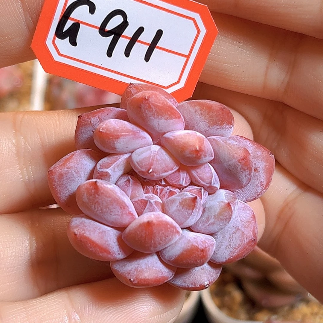 G911 石榴籽满18包邮