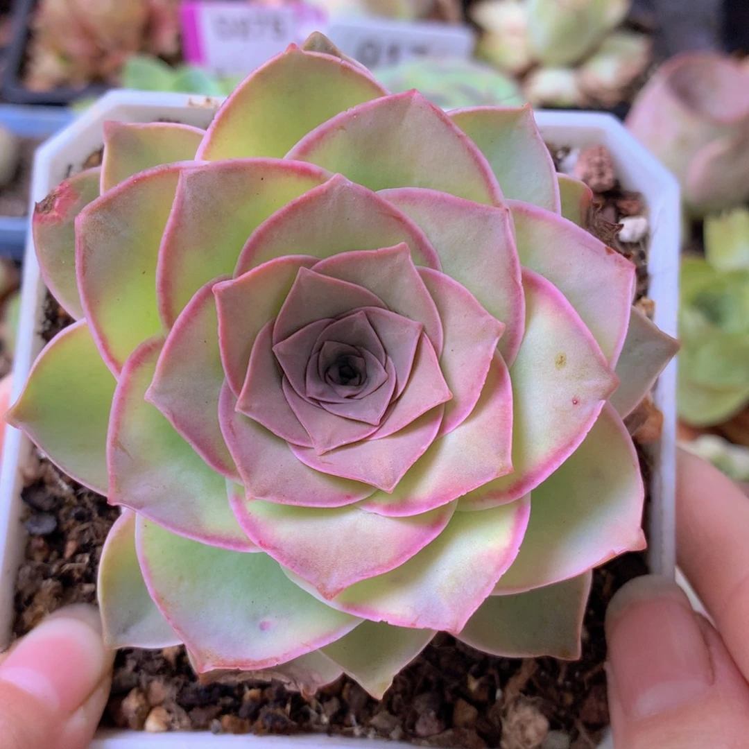 一物一拍刺猬黄金520