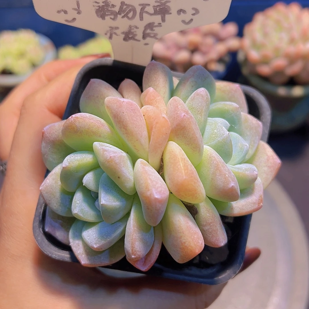 奶油冰玉，多肉植物，