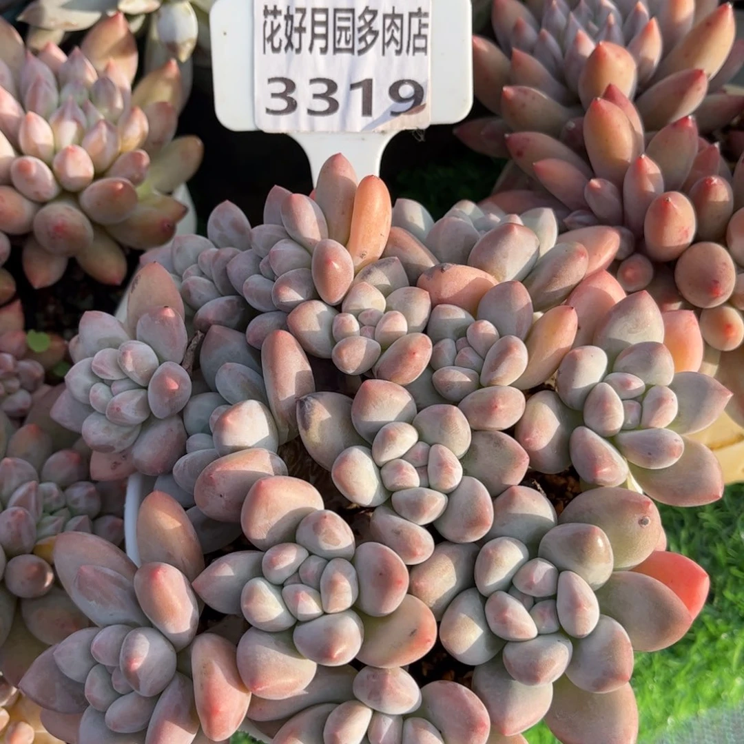 小***半多肉植物3319………….