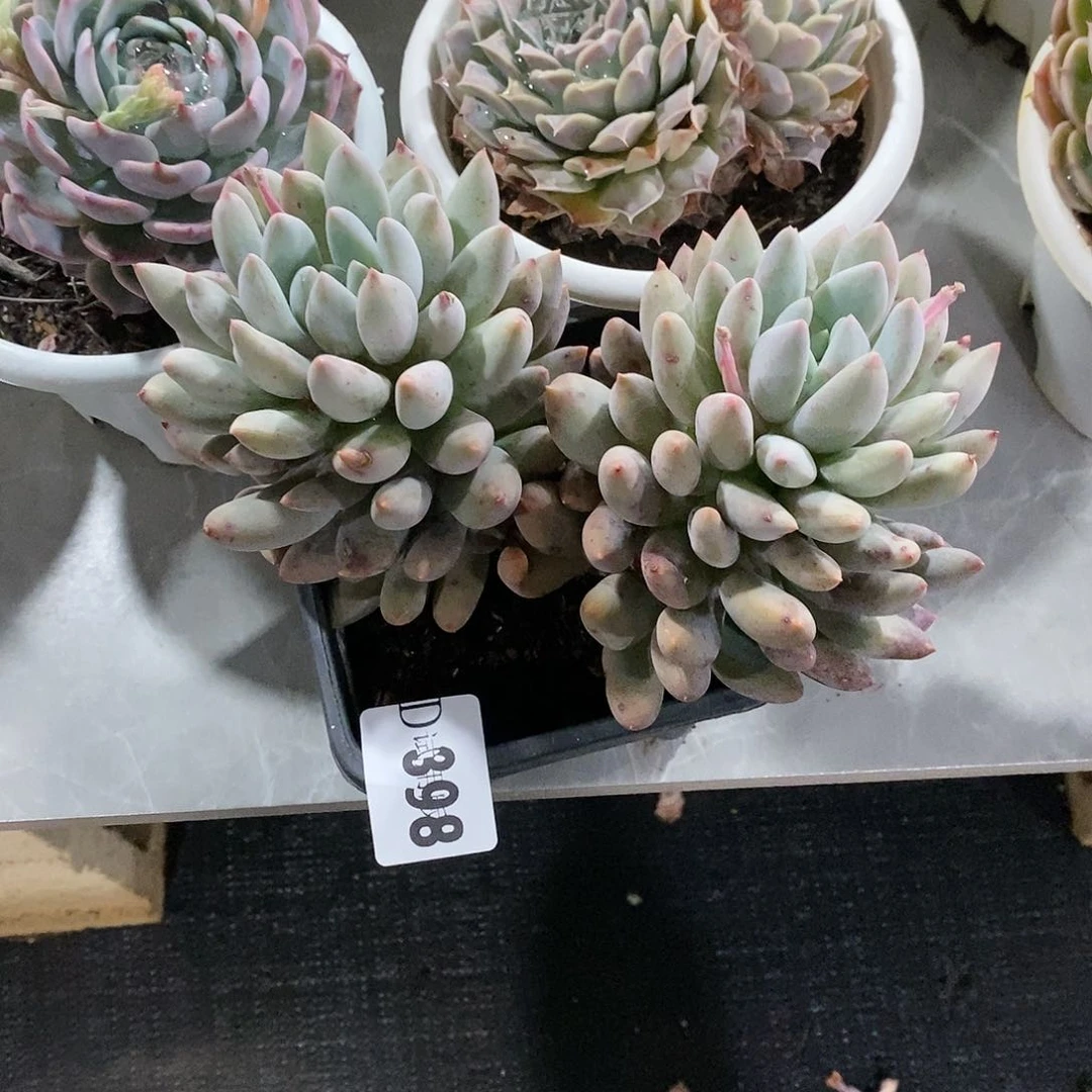 平***?398所罗门多肉植物