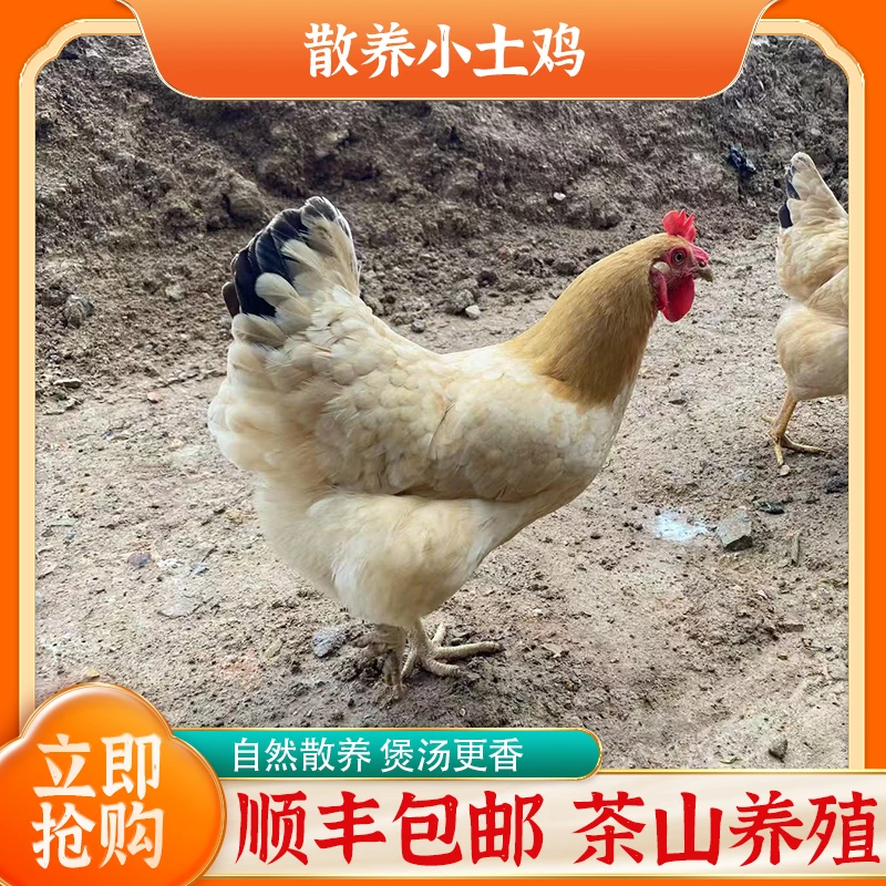 有机茶山正宗山间散养小土鸡整鸡现杀现发新鲜源头顺丰直发