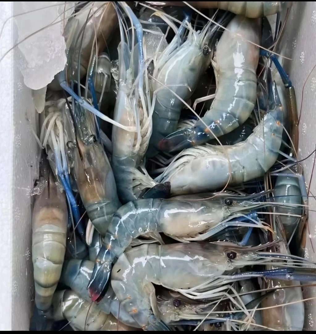 罗氏沼虾一斤18-20只左右新鲜速冻发货