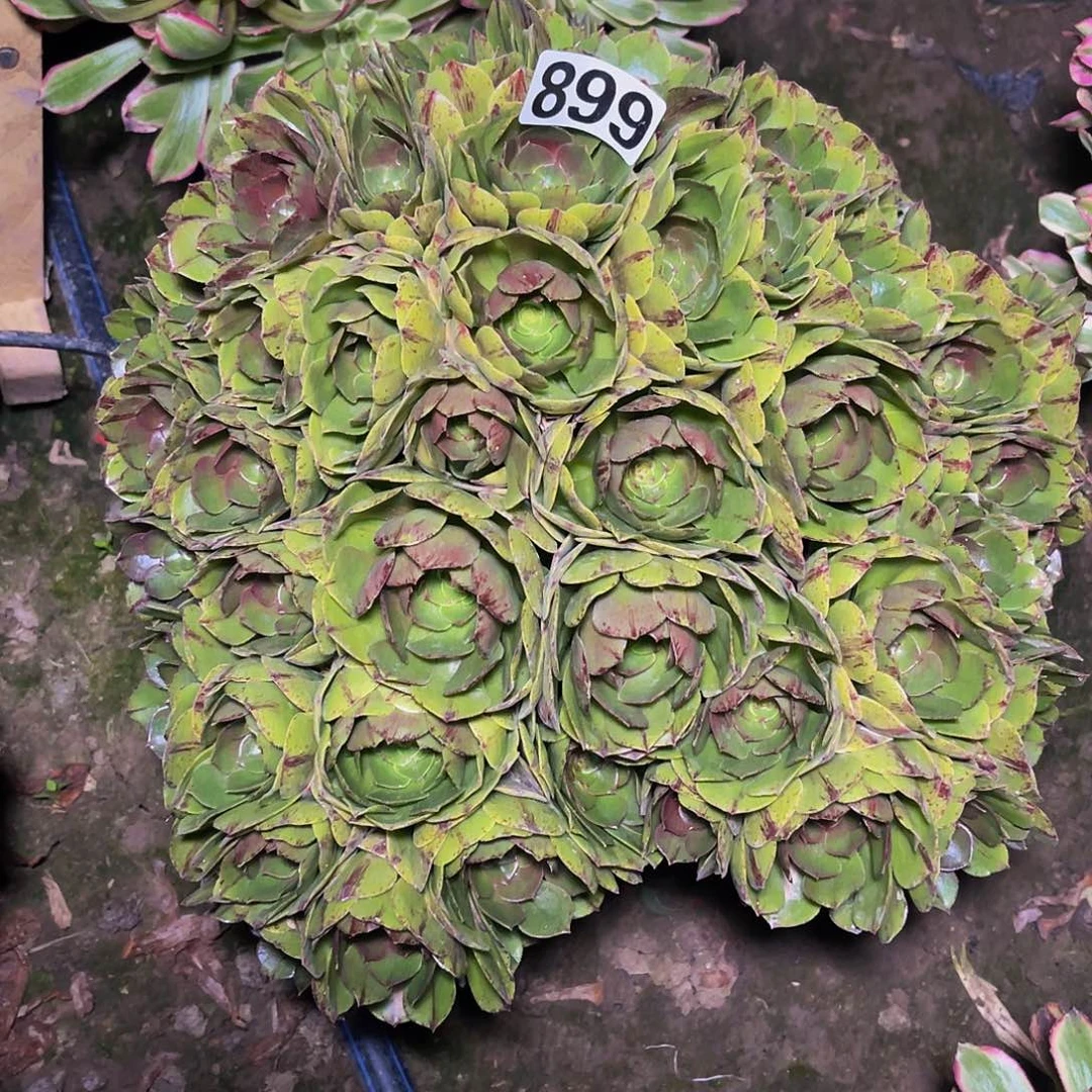 万圣节拉丝14-5包邮法师