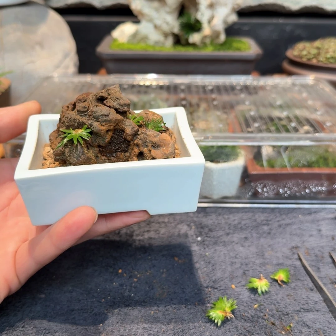 红陶惗*白瓷盆石头草