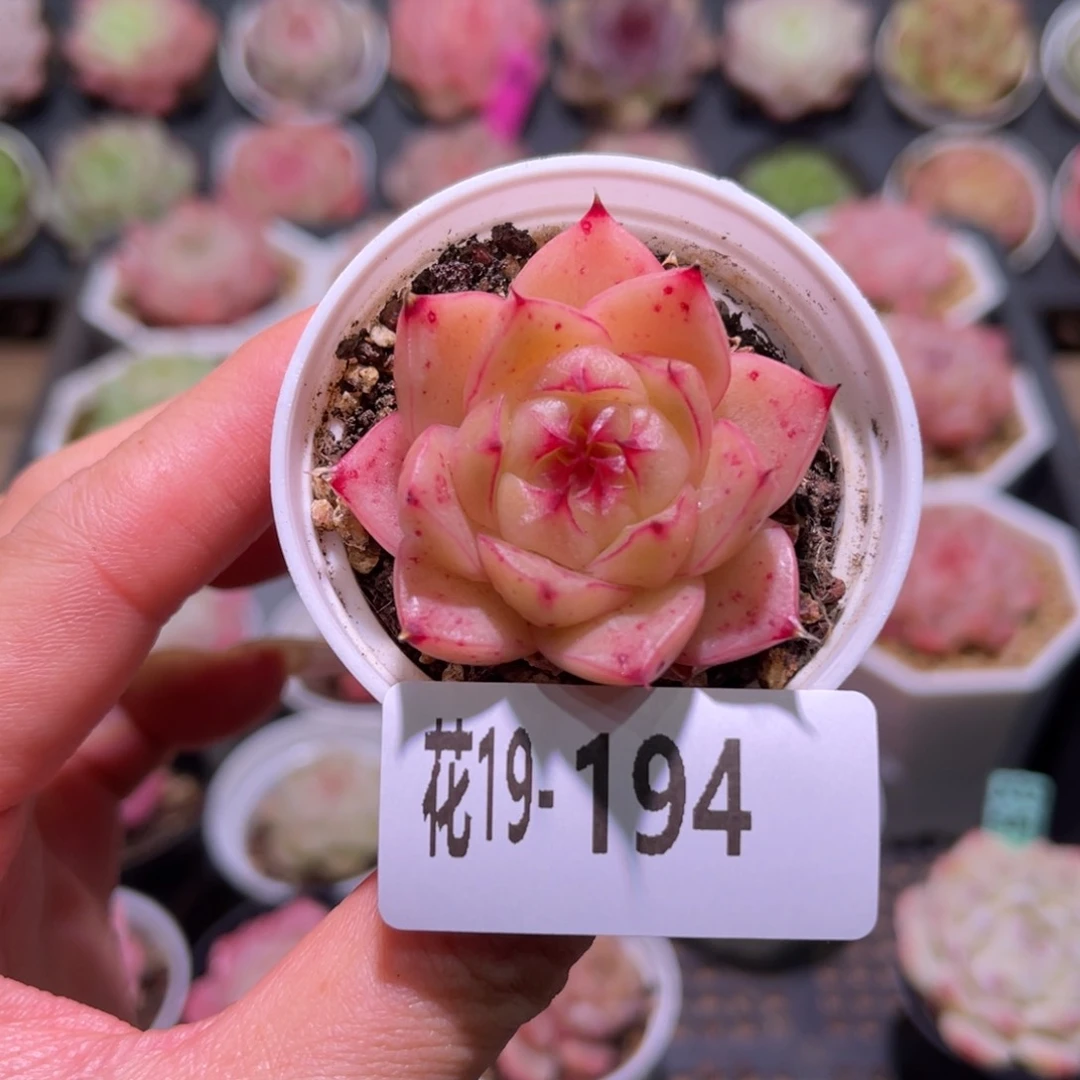 花利美19-194海王