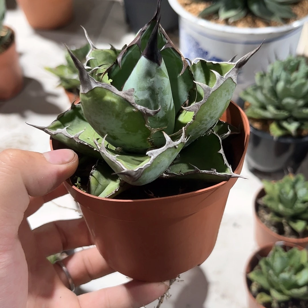 N****i蓝鲸20米出出出