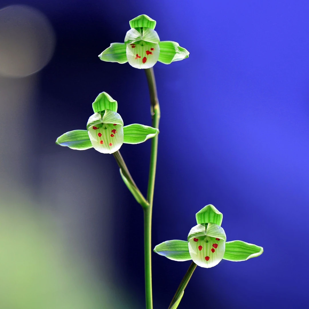 随机品种1颗天气0度一下地区默认发肥料
