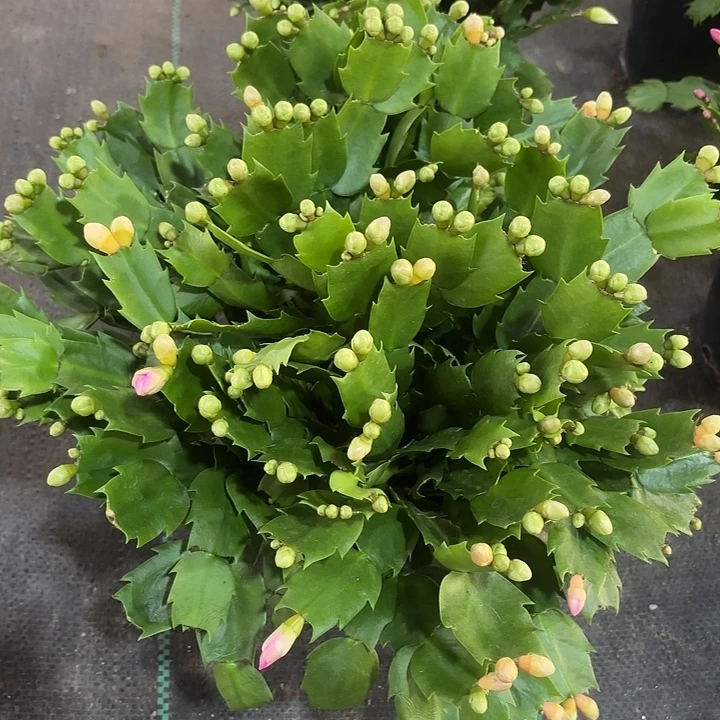 漫***端当前无花栽培后可以开花