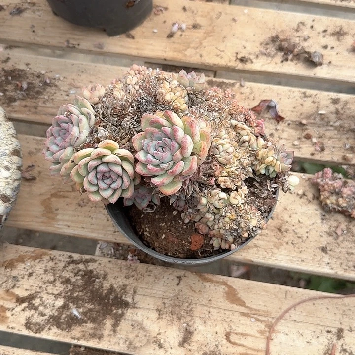 T*勇敢缀化福利出不售后