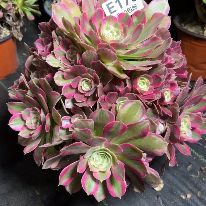 瑞妈一物一拍176