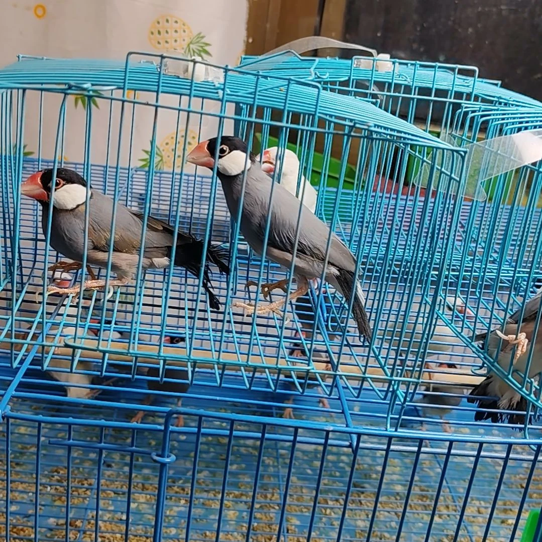 用***2文鸟灰色两只爪子有瑕疵
