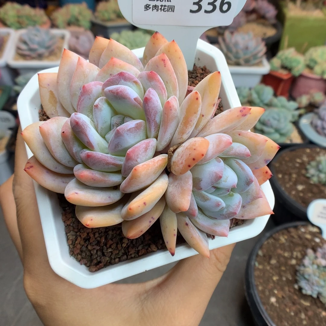 336叠叶梦露多肉植物