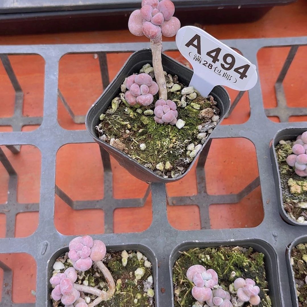 小***火A494桃蛋一物一哎