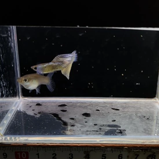 孔雀鱼微瑕银蕾丝一对