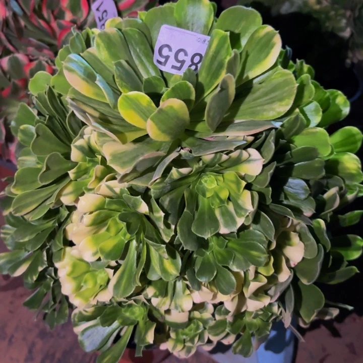 855七彩多肉植物不售后