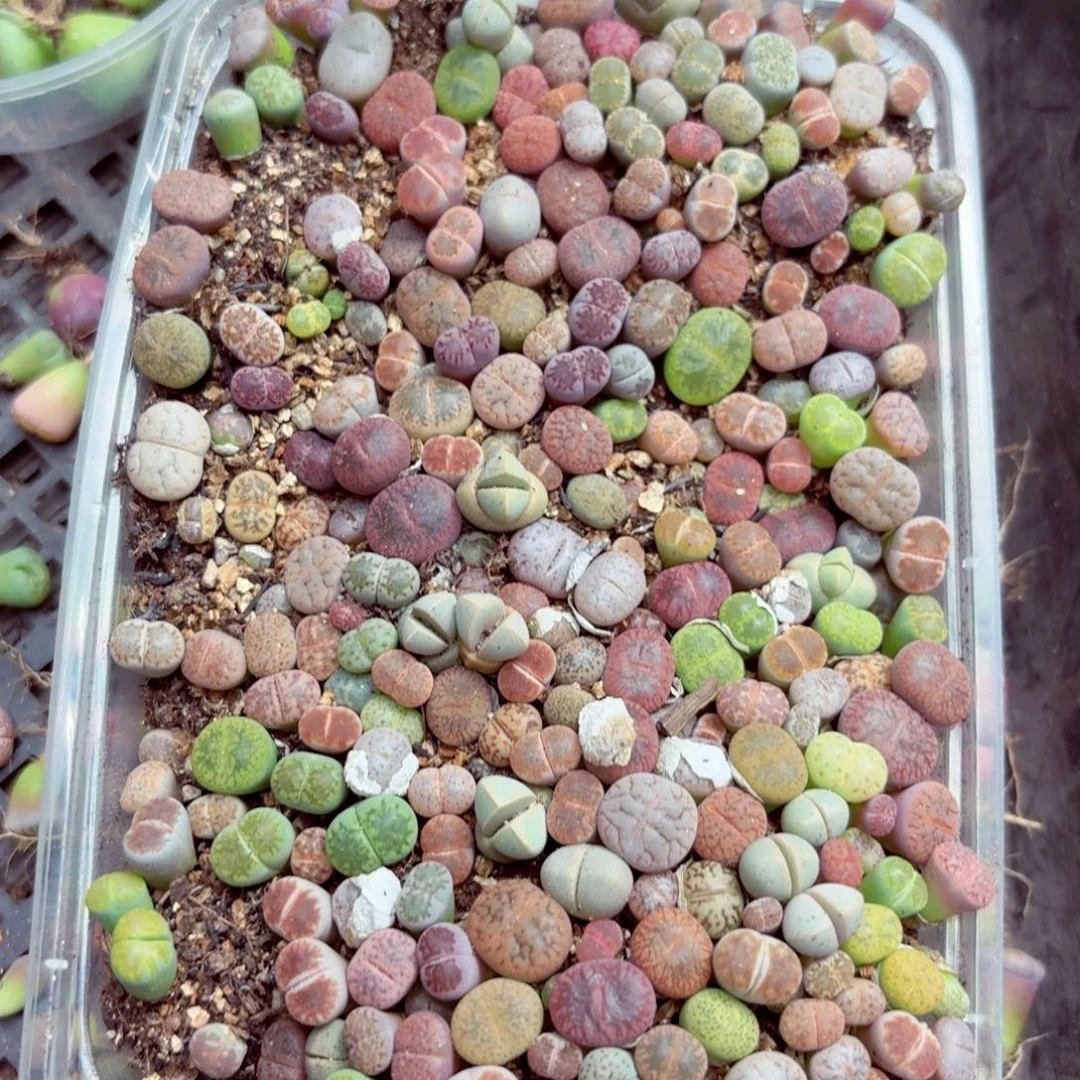 5790—生石花 生石花