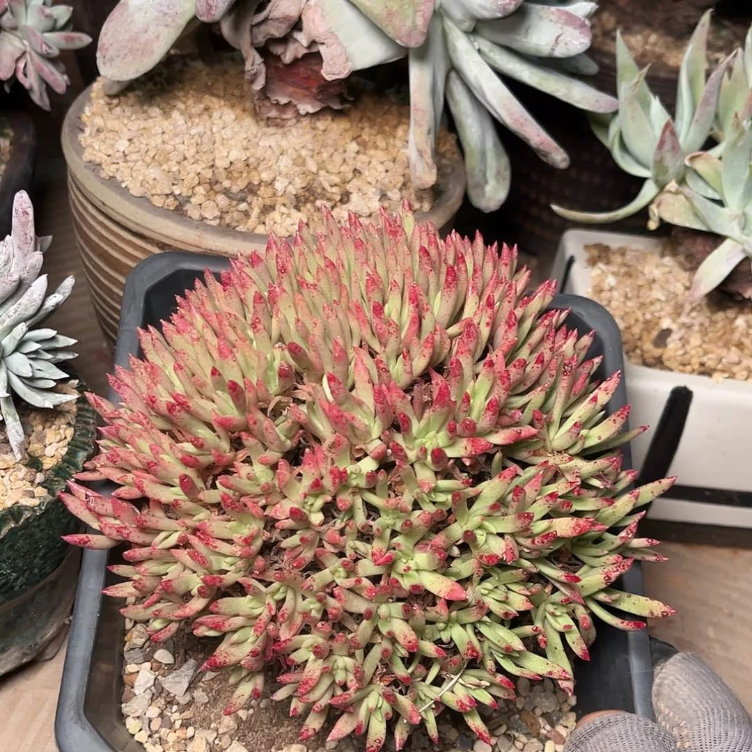 维斯新达仙女杯多肉随机发一颗