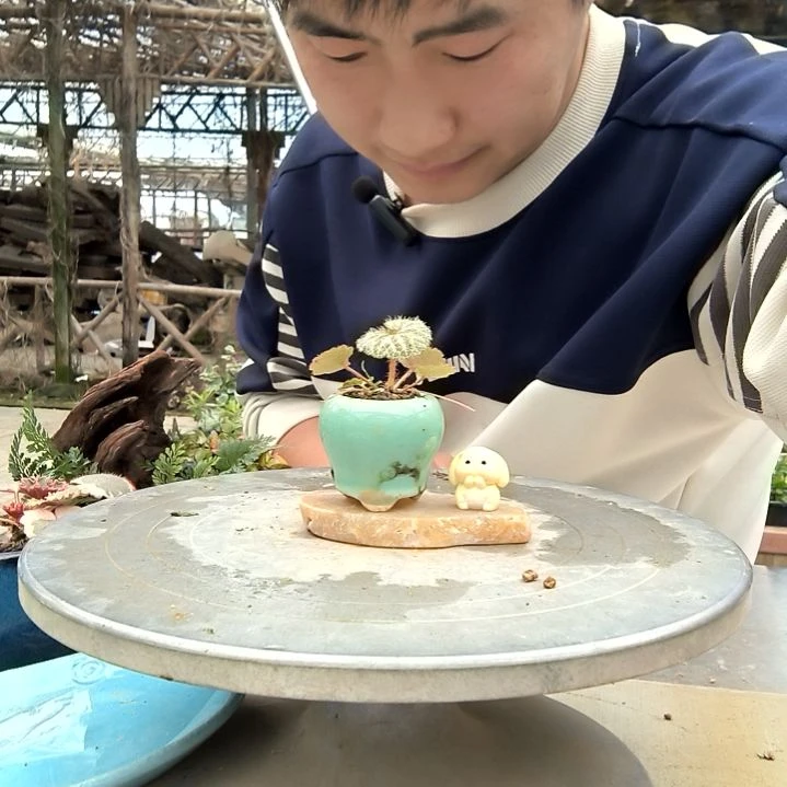 海****?小盆景小植物一物一拍162