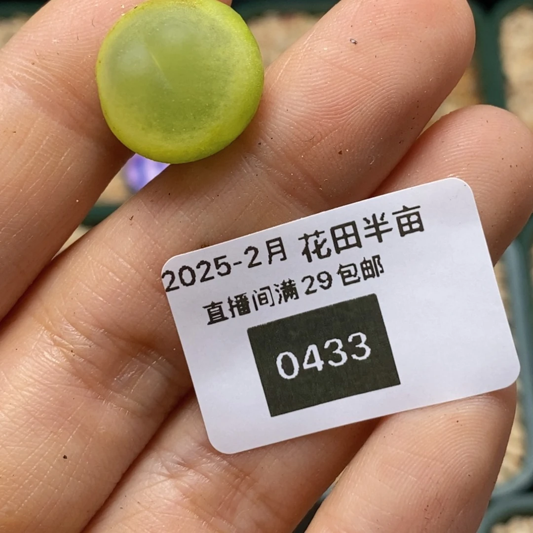 0433/寄养 寄养寄养