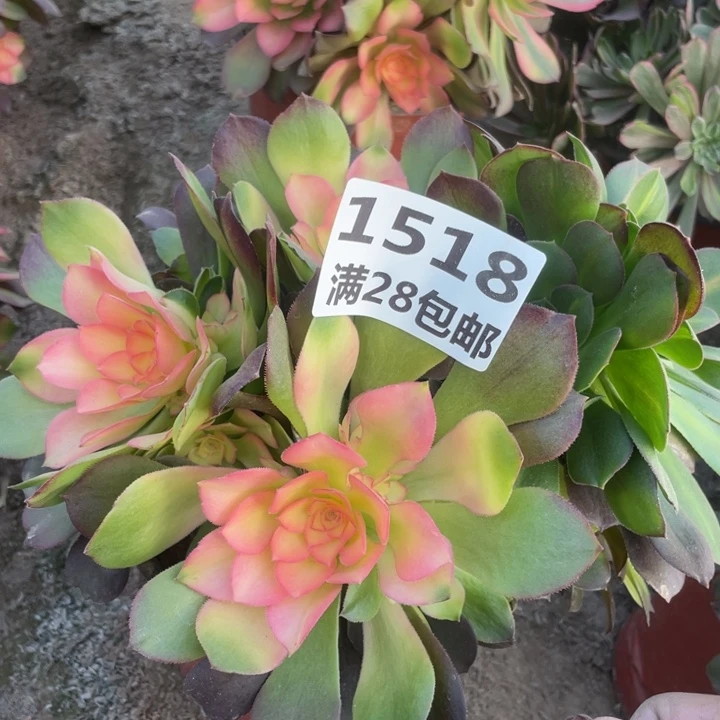 1518一号棚雅典娜A