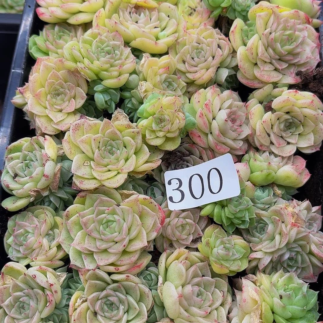 A****?多肉植物多肉植物300
