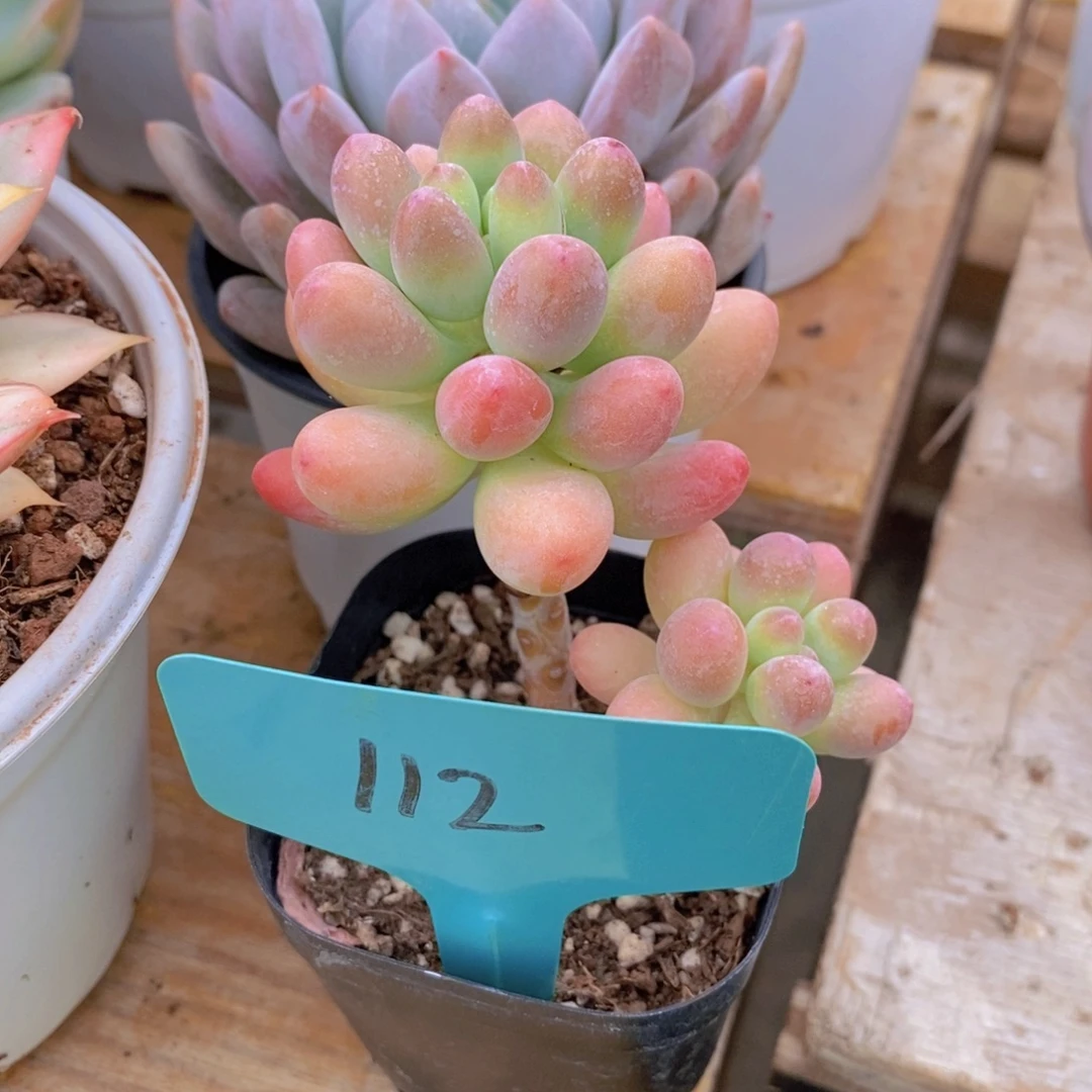 清寄养位置，仅限1.5天，