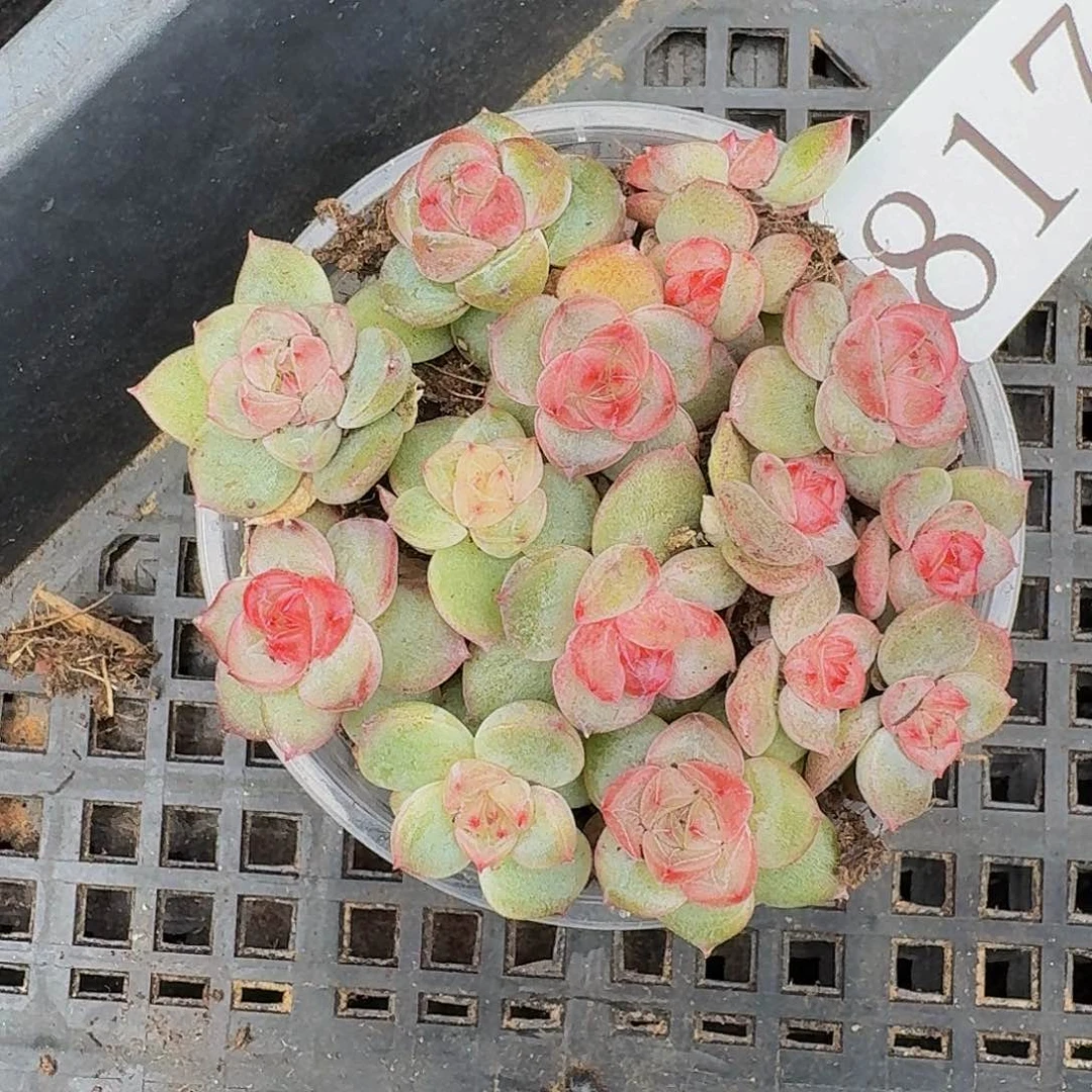 多肉植物多肉植物817