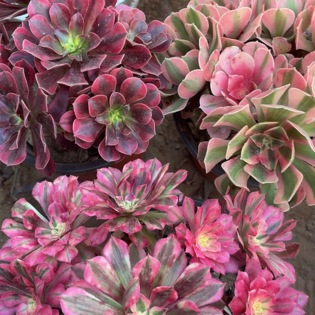 红铜白+粉女巫+美杜莎福利