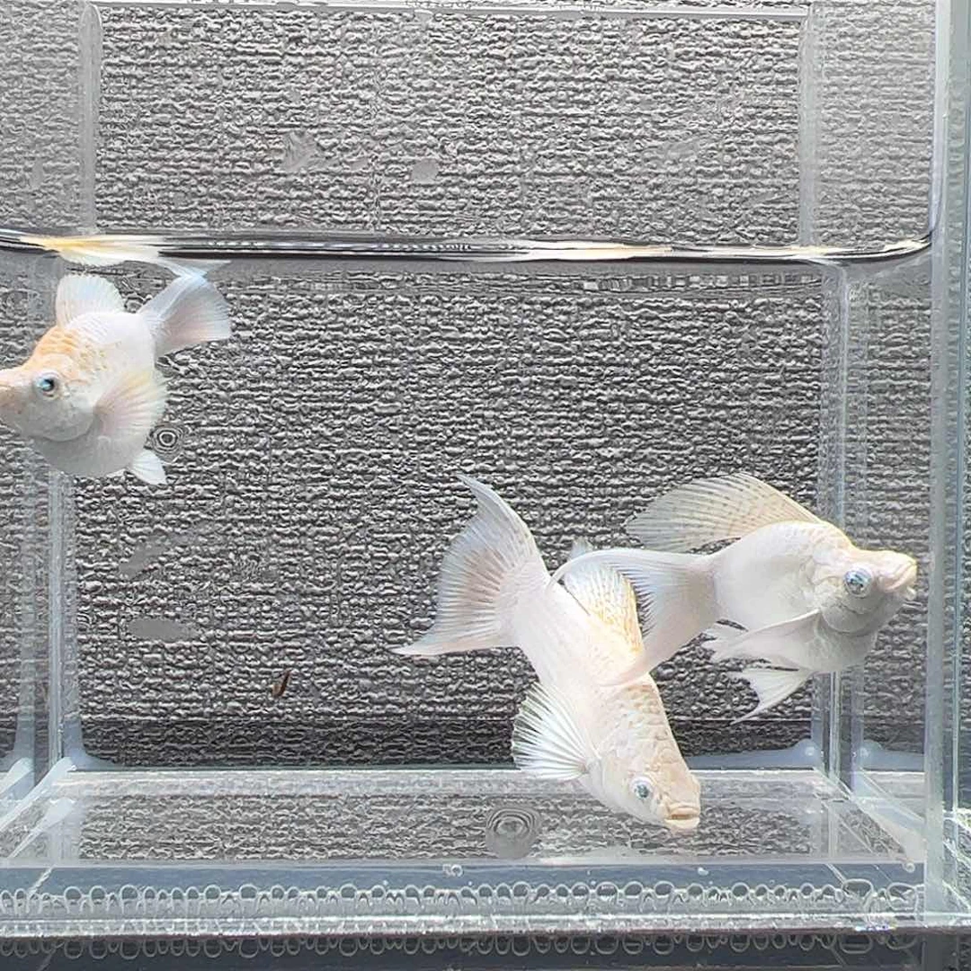 孔雀鱼麒麟钻石眼