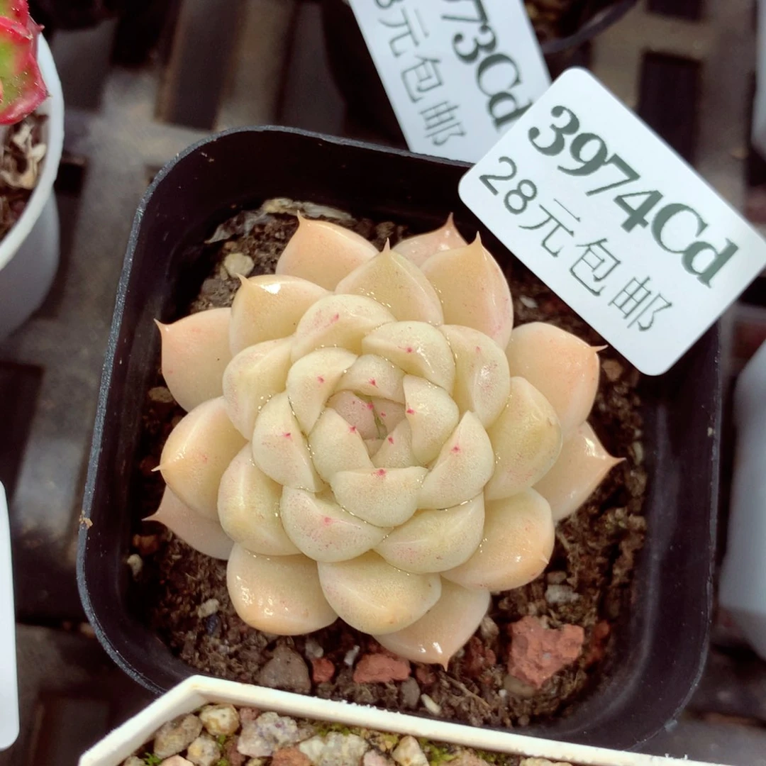 5厘米盆精控多肉3974