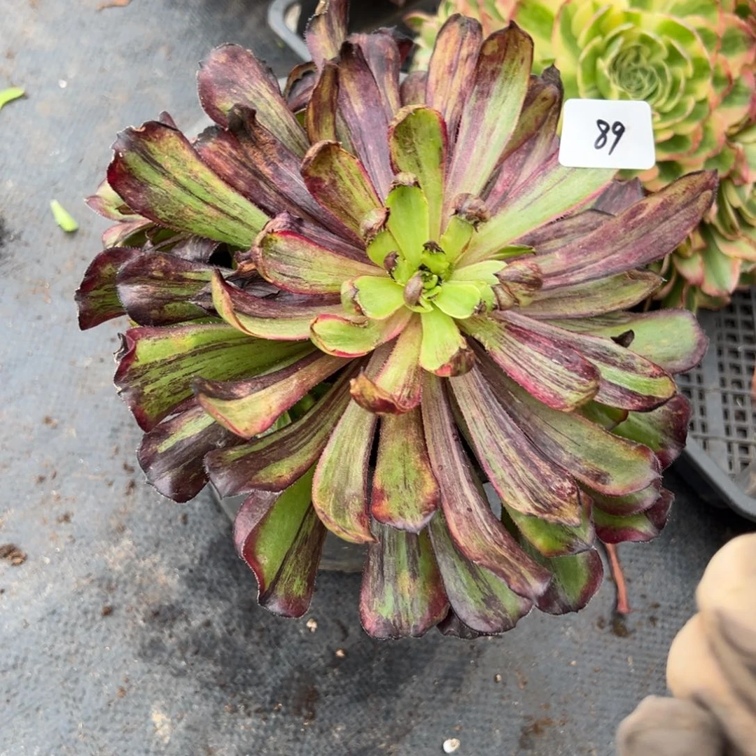 89繁华多肉嘻嘻嘻