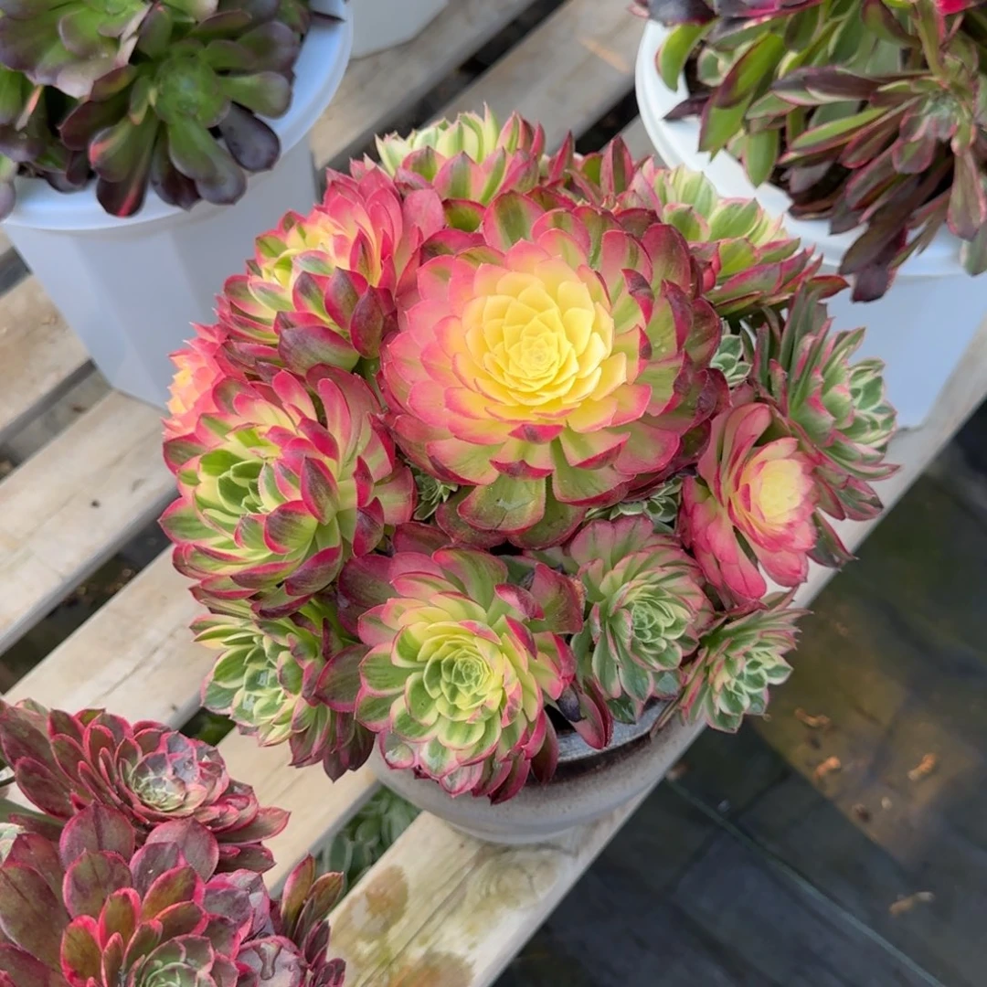 ?***生花好月又圆0305～101