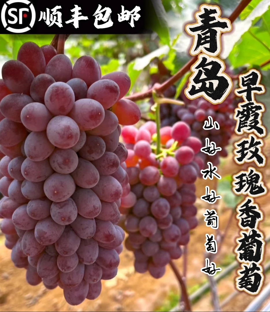 【618好物节】顺丰包邮现摘早霞 玫瑰香葡萄新鲜当季无核时令水果