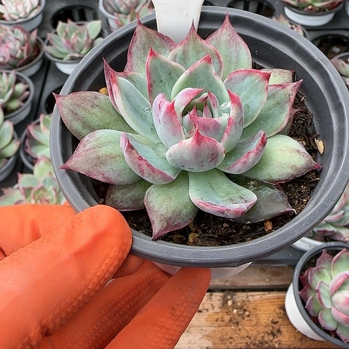 109 惊鸿仙子多肉植物6-9cm