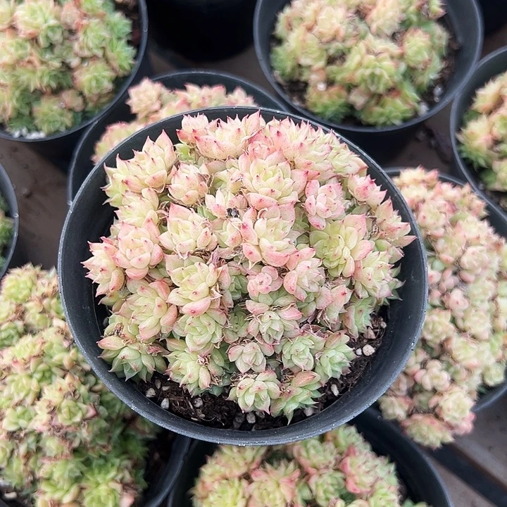 绿油麦秆      福利多多