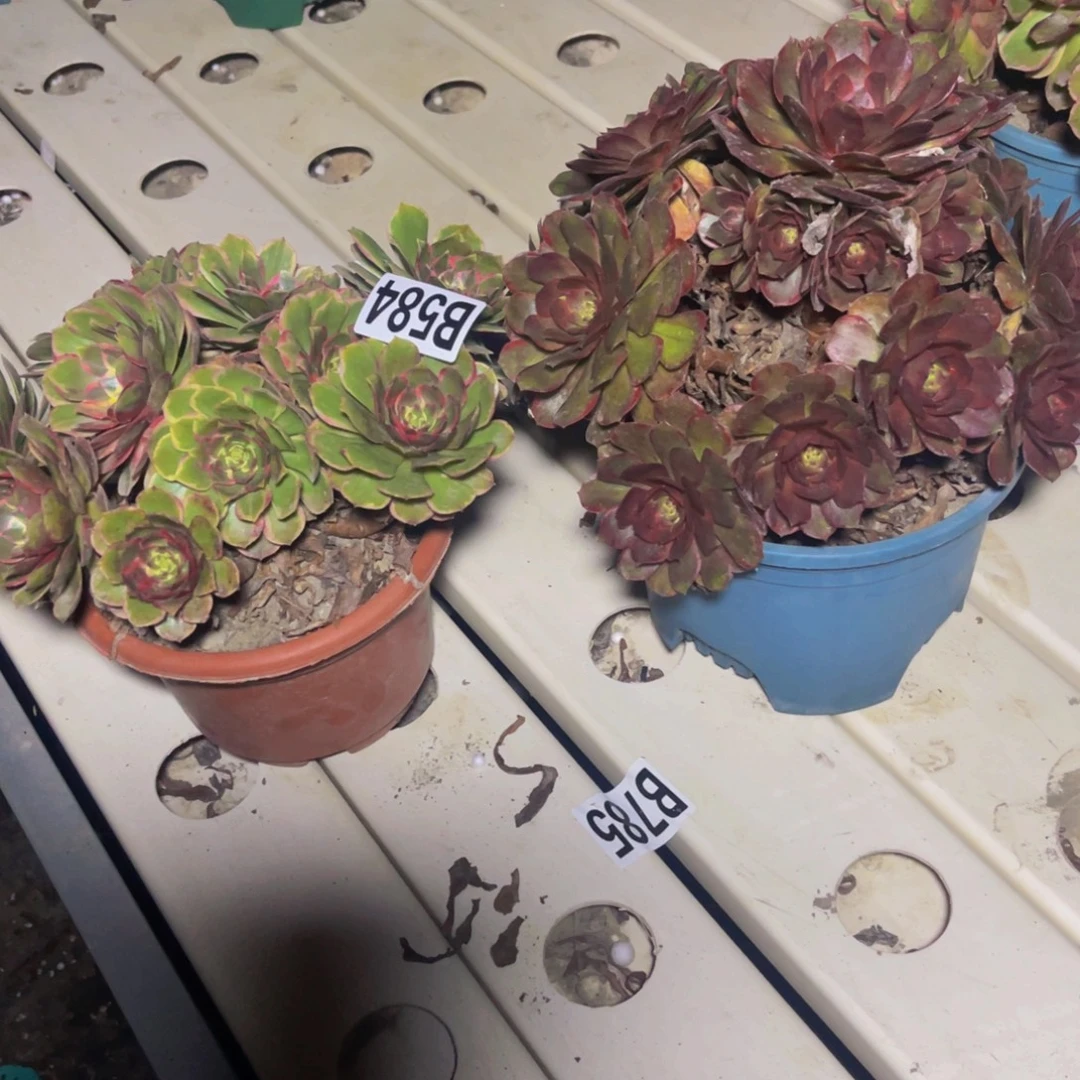 两盆法师7/-5包邮