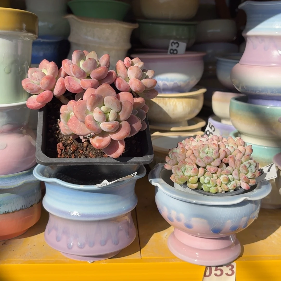 莞***笑景德镇多肉花盆588+587