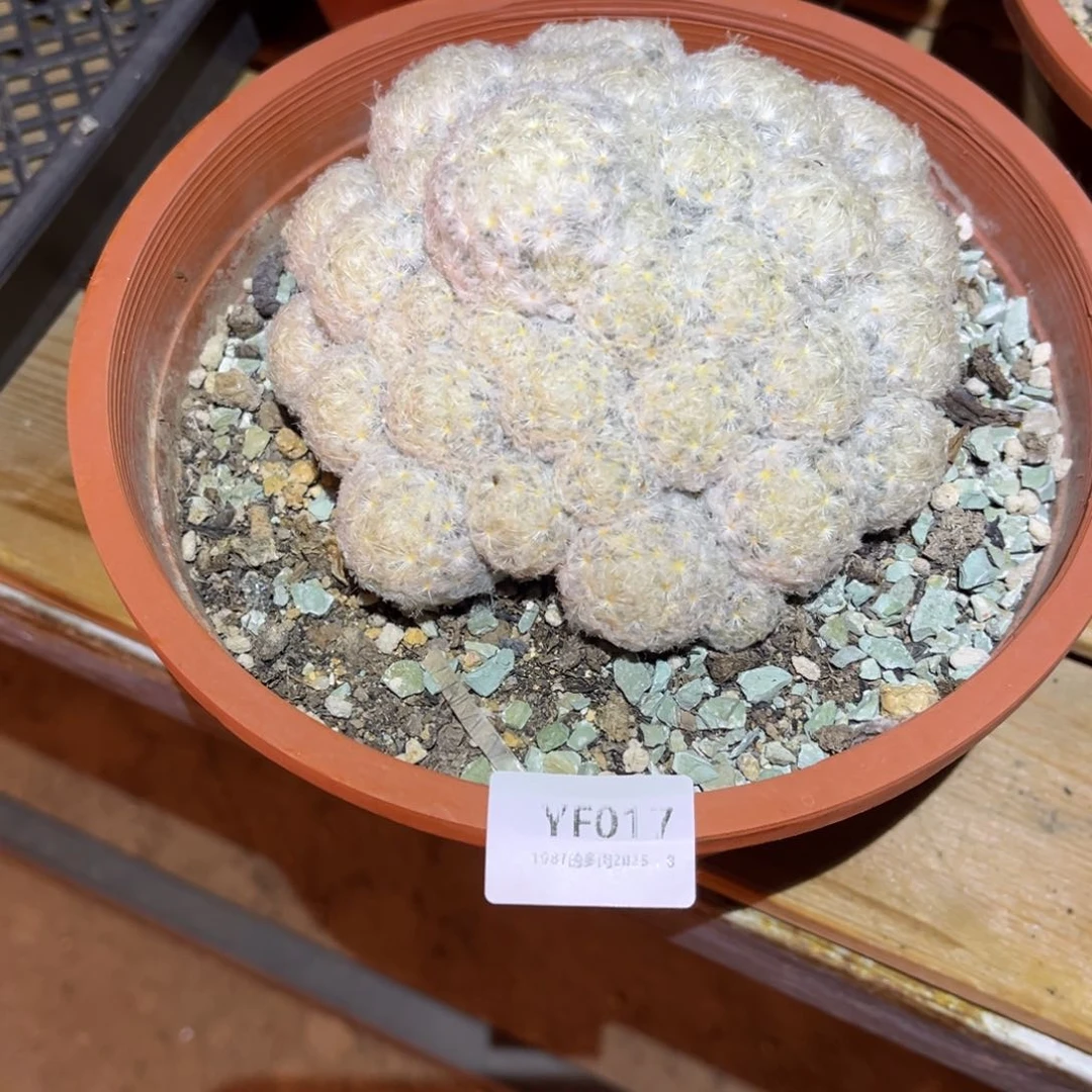 小***七瓶YF017➕球土2包包