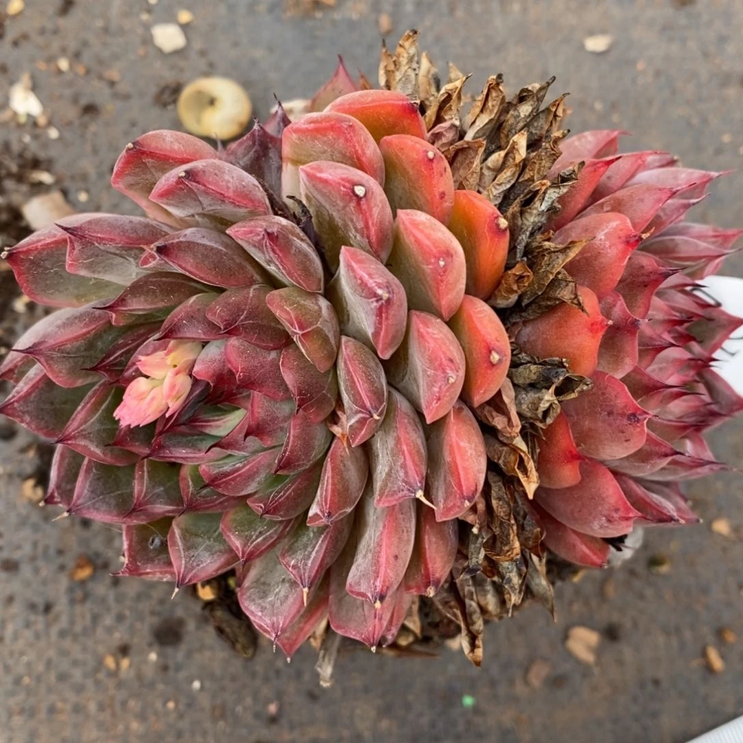 7278杂交多肉老桩