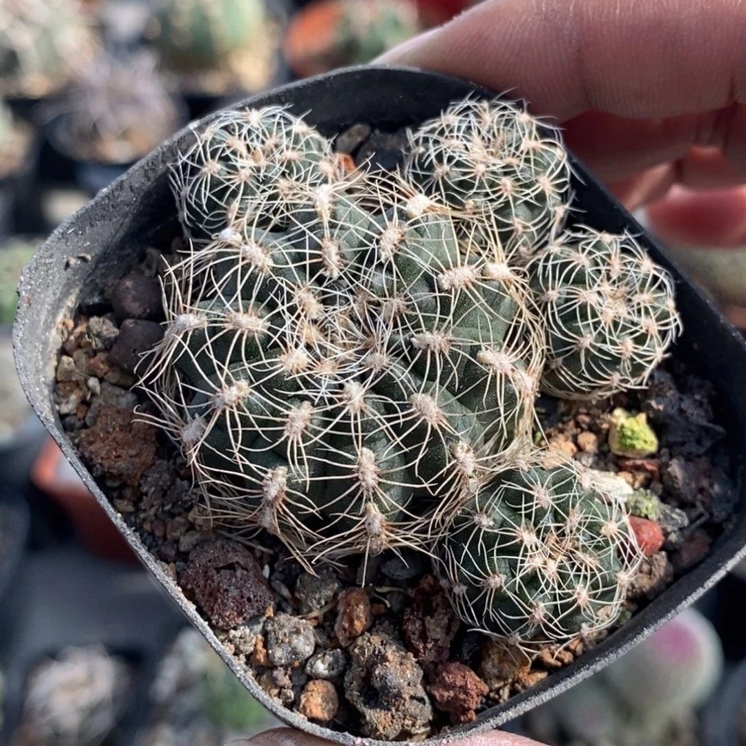 植播园艺樱花罗星