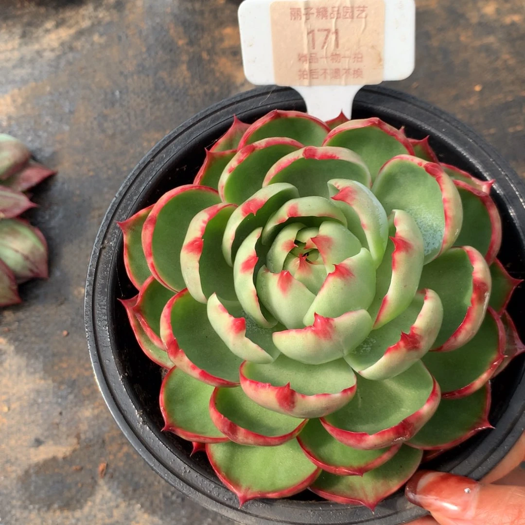 171号诺肉植物惊鸿12