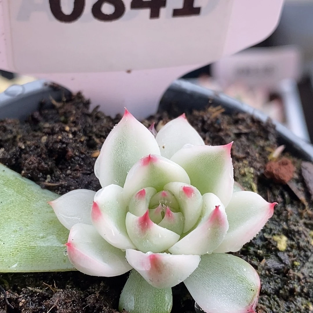 841娃娃哈哈哈哈哈哈