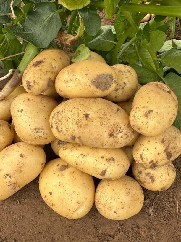 山东新鲜黄皮土豆马铃薯净5斤装   现挖现发