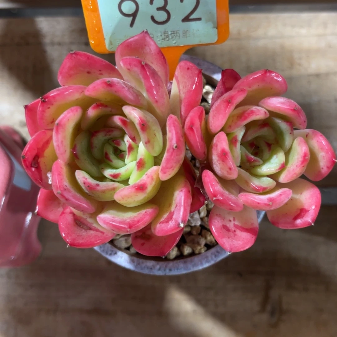 云尘多肉一物一拍不含盆932