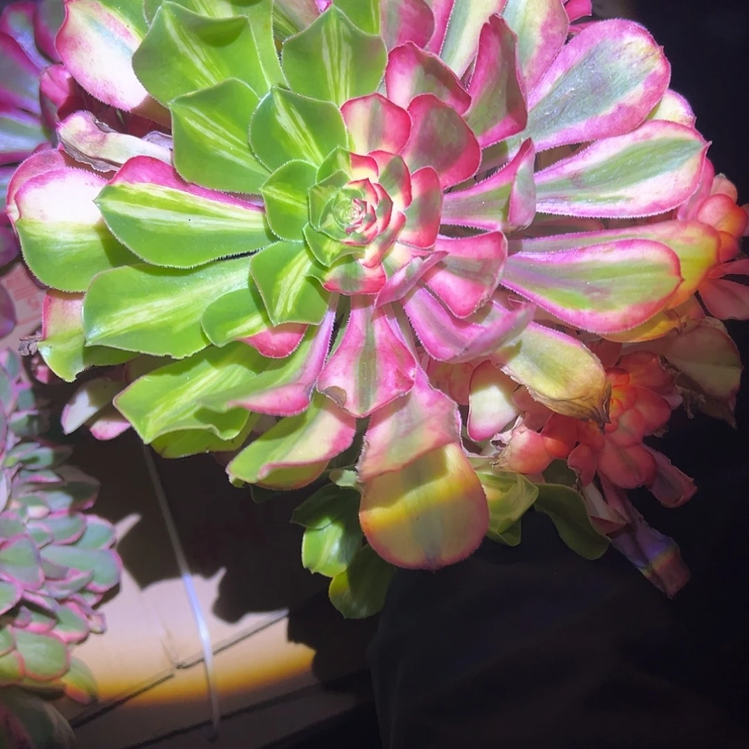 雪***兔精品多肉植物初恋