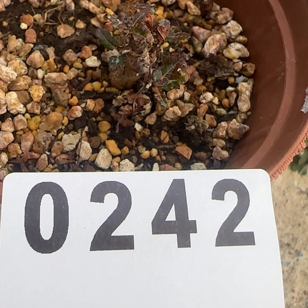 【闪购商品】飞***院块根植物