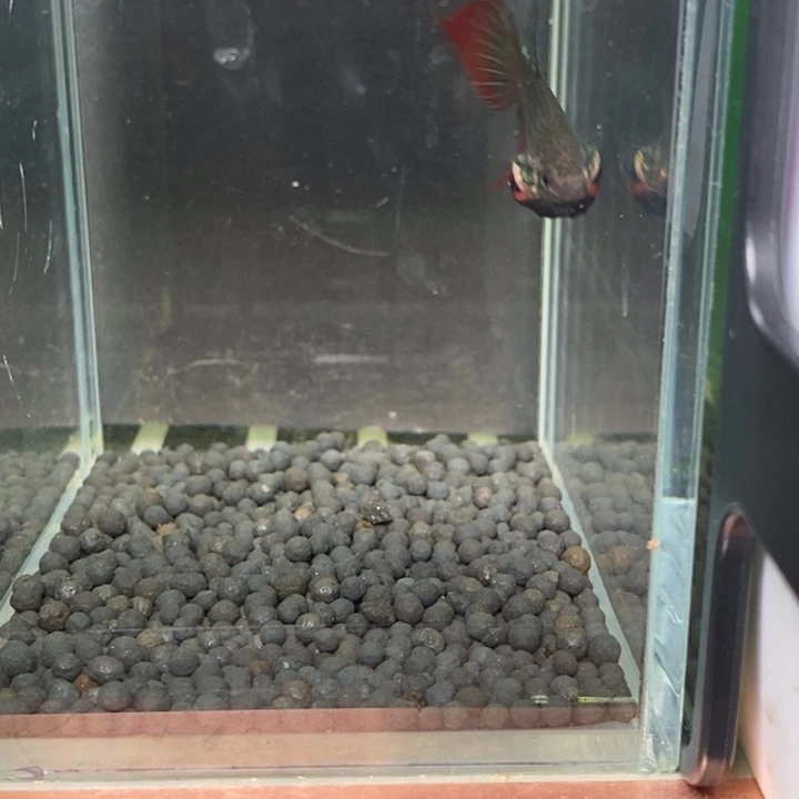 斗鱼泰国斗鱼525号